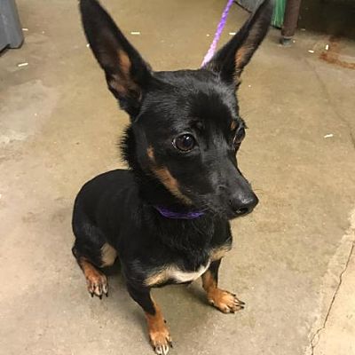 Shakira — Bryan Animal Center